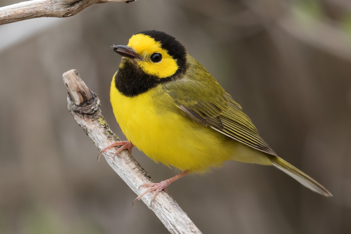 Hooded Warbler - ML442229171