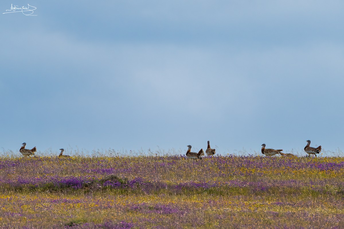 Great Bustard - ML442229271