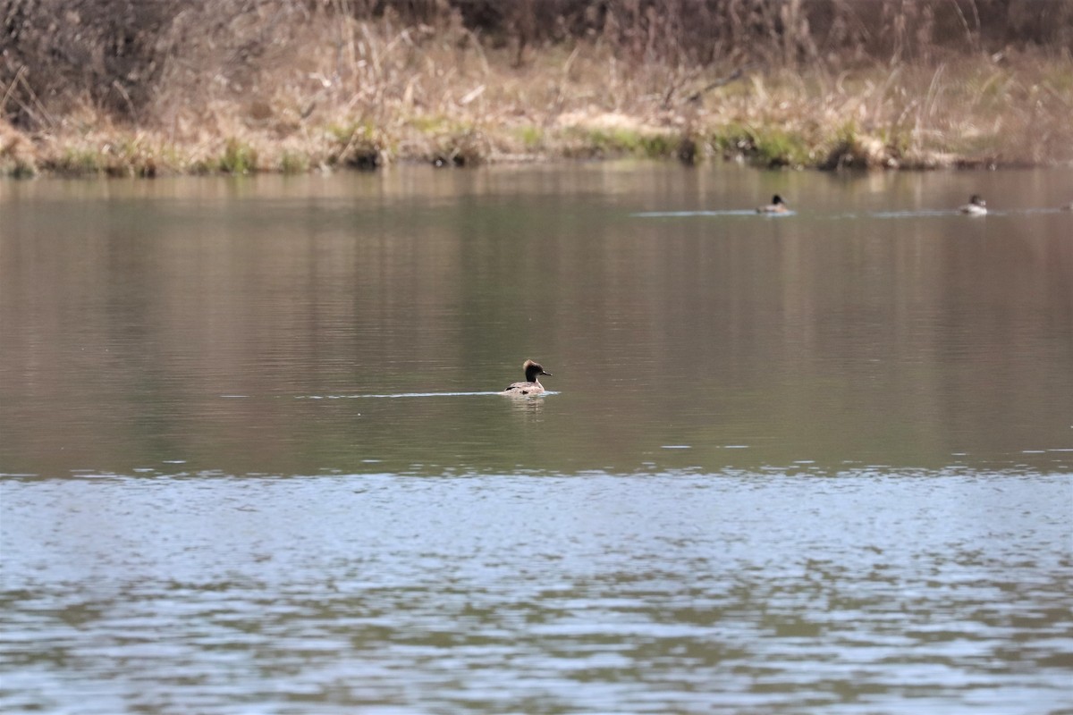 Hooded Merganser - ML442230071