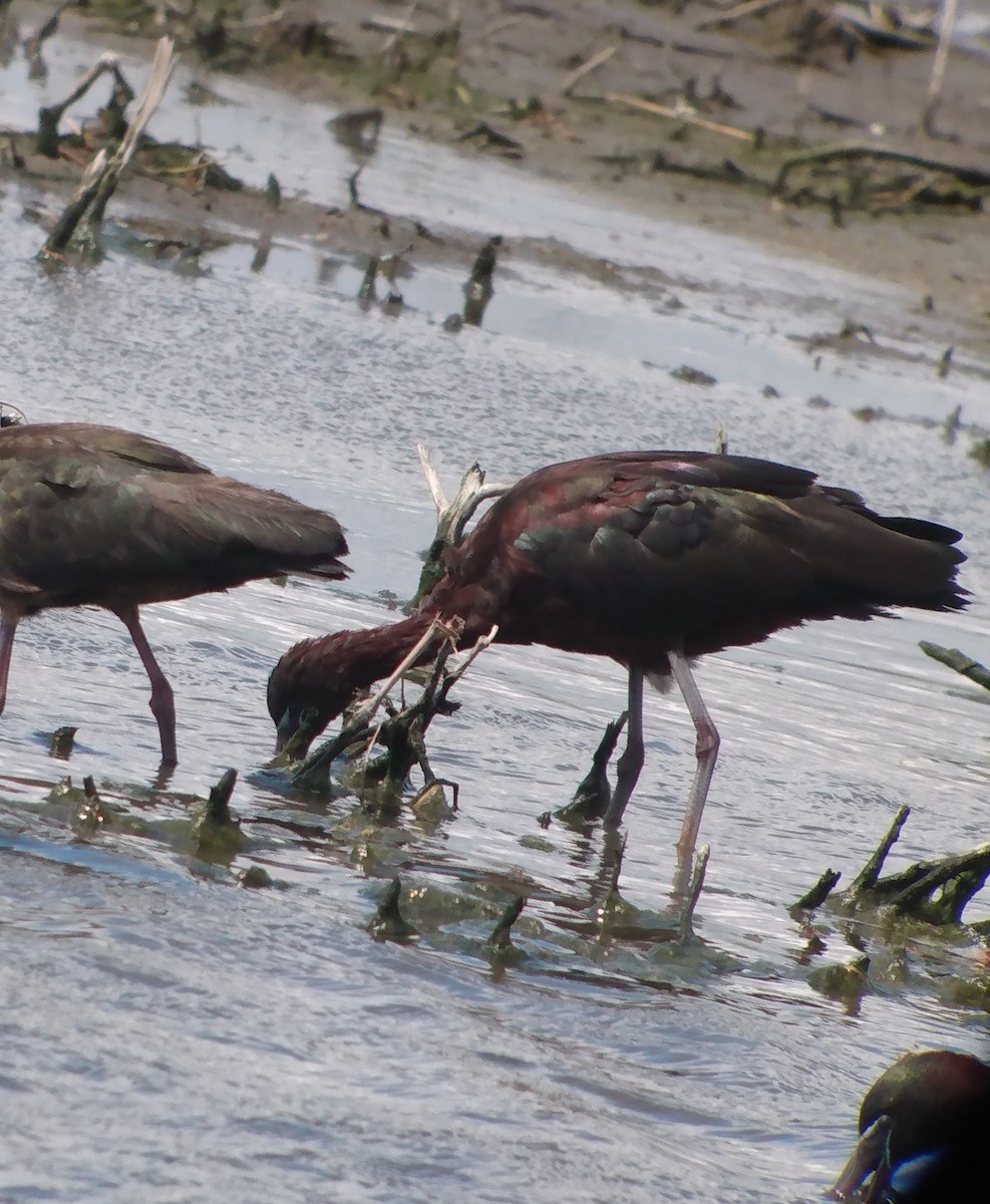 Glossy Ibis - Richard Stanton