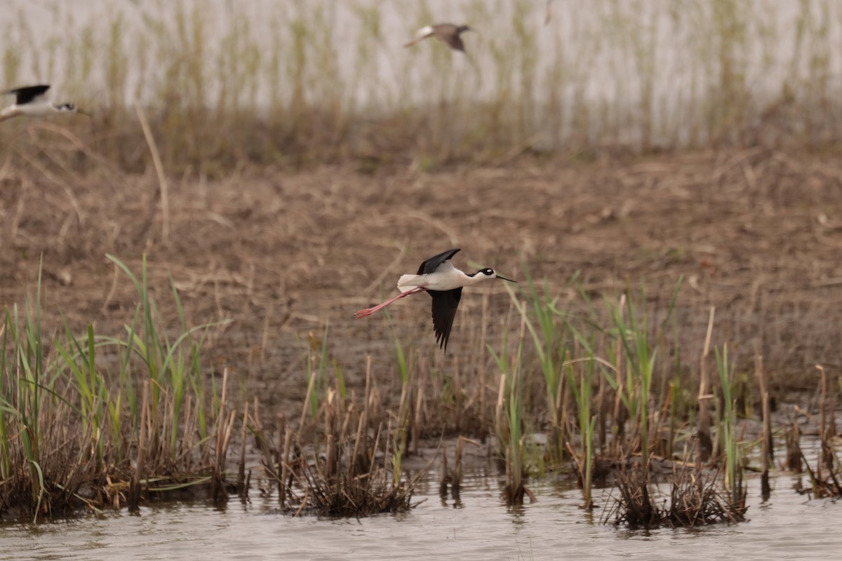 Black-necked Stilt - ML442230411