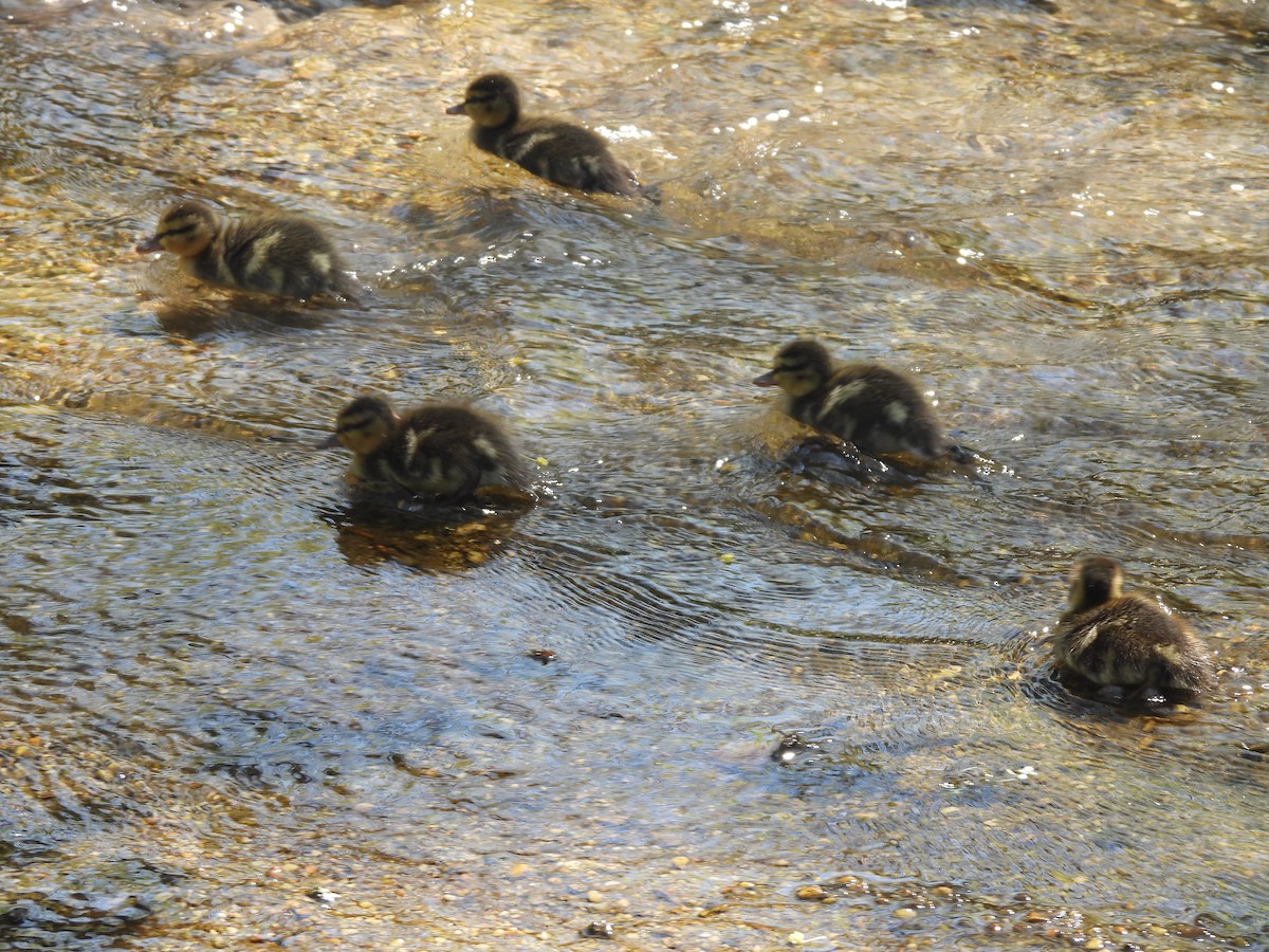 Canard colvert - ML442230531