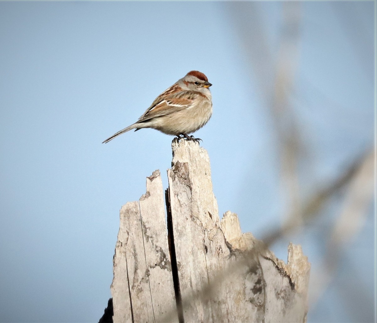 American Tree Sparrow - ML442230781