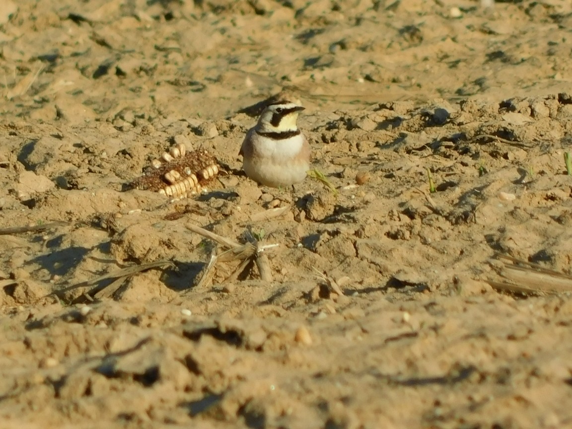 Horned Lark - ML442231881