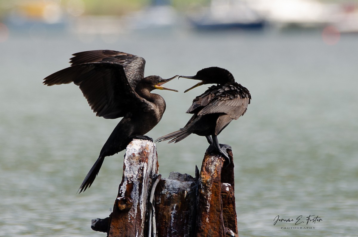 Cormorán Biguá - ML442233501