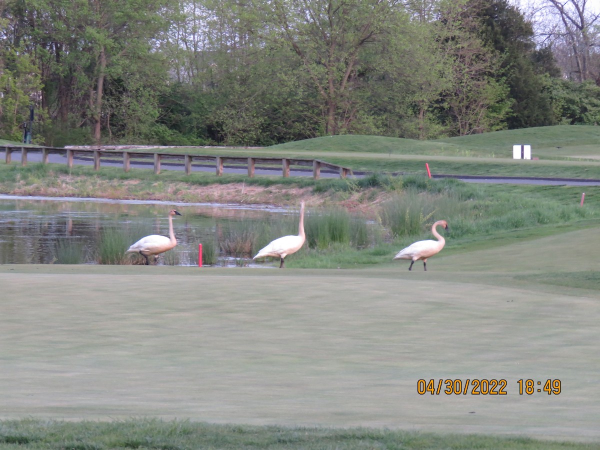 Cygne trompette - ML442233511