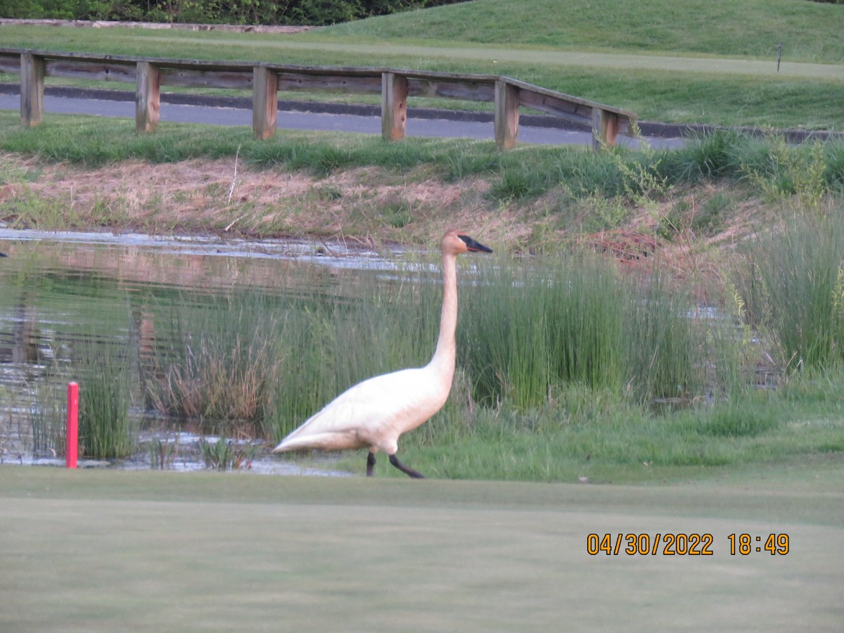 Trumpeter Swan - David Larsen