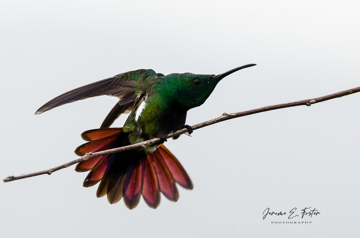 kolibřík zelenohrdlý - ML442235271