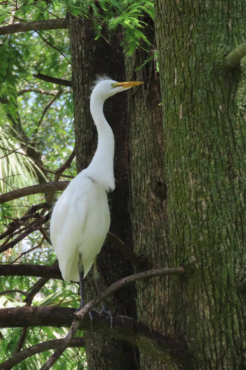 Great Egret - ML442236431