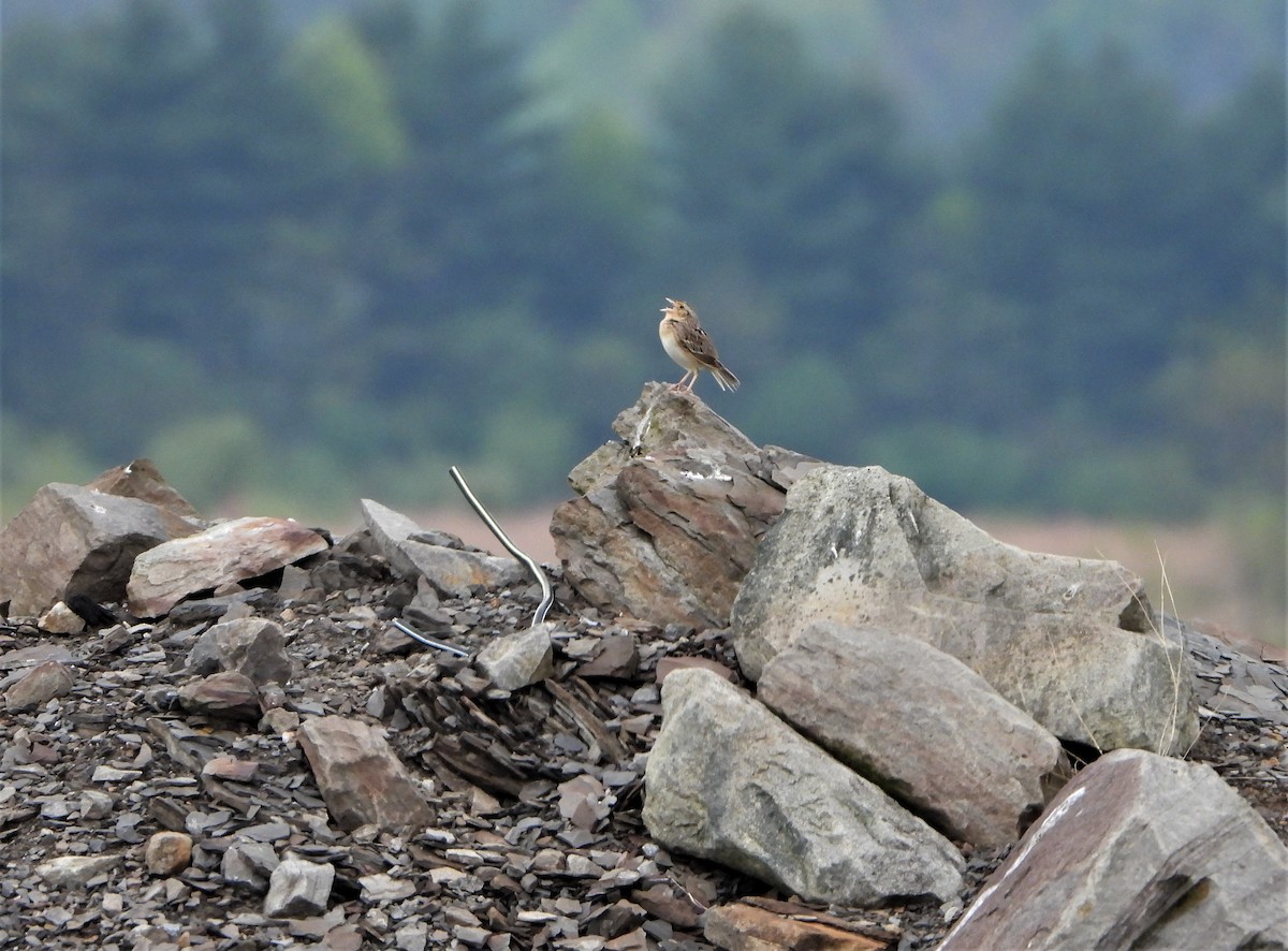 Grasshopper Sparrow - Kent Davis