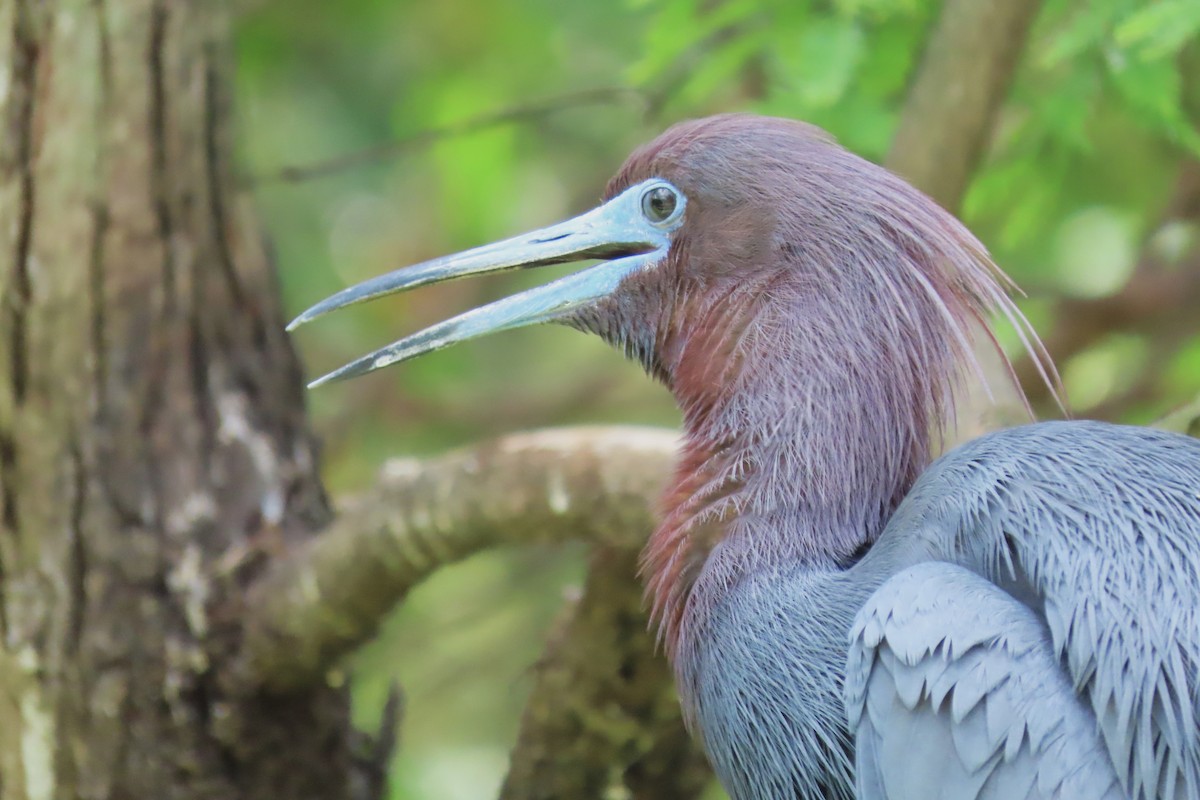 Little Blue Heron - ML442236721