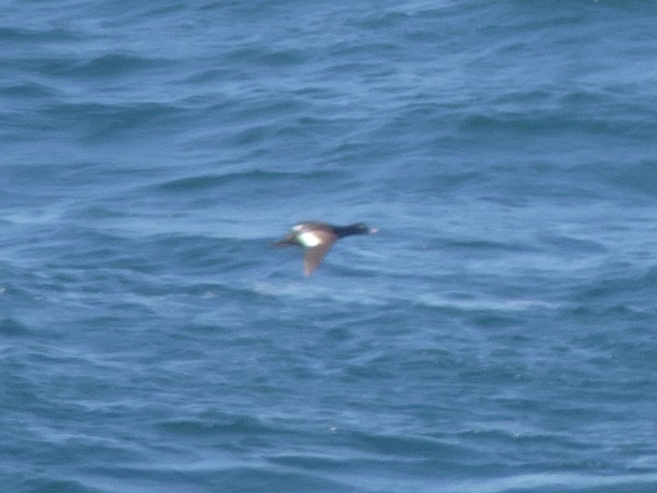 White-winged Scoter - ML442236961
