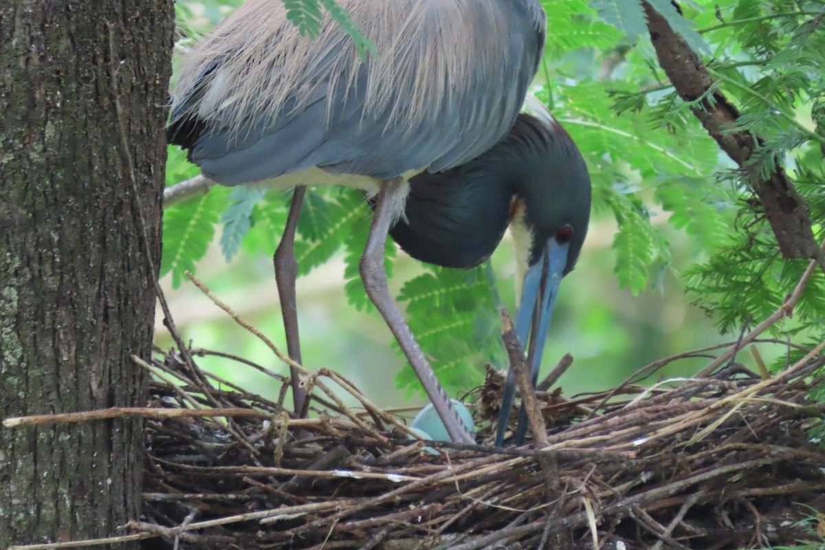 Tricolored Heron - ML442237091