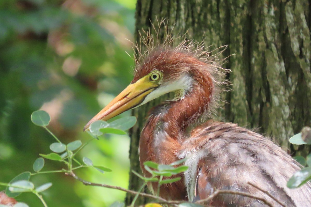 Tricolored Heron - ML442237401