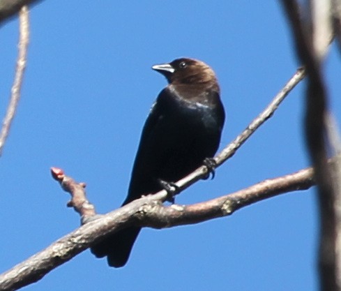 Brown-headed Cowbird - ML442237631