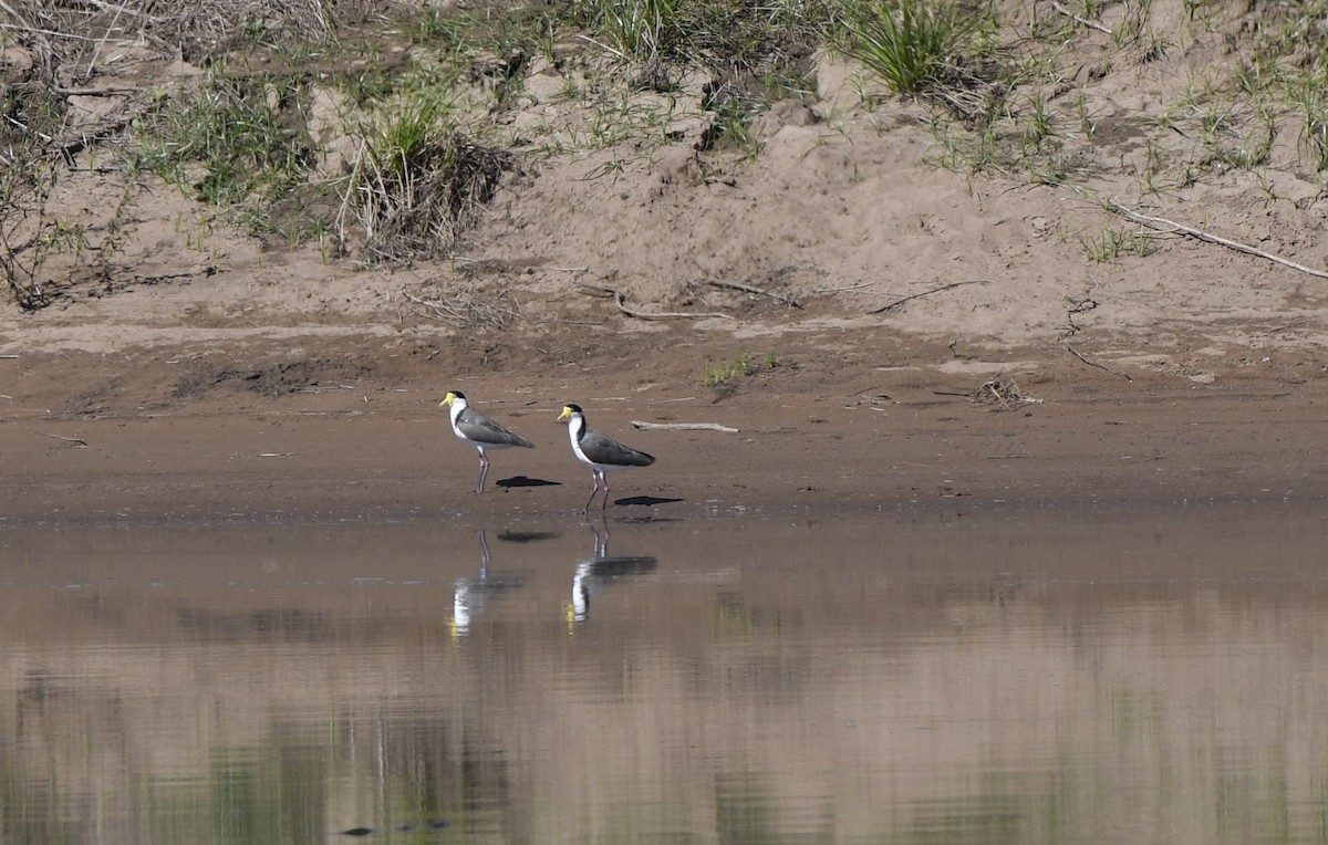 Masked Lapwing - ML442238001