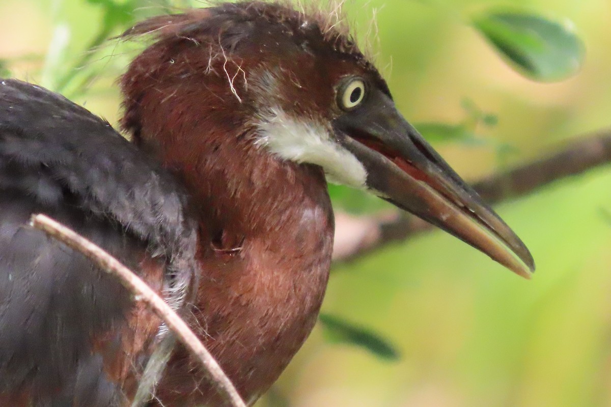 Tricolored Heron - ML442238071