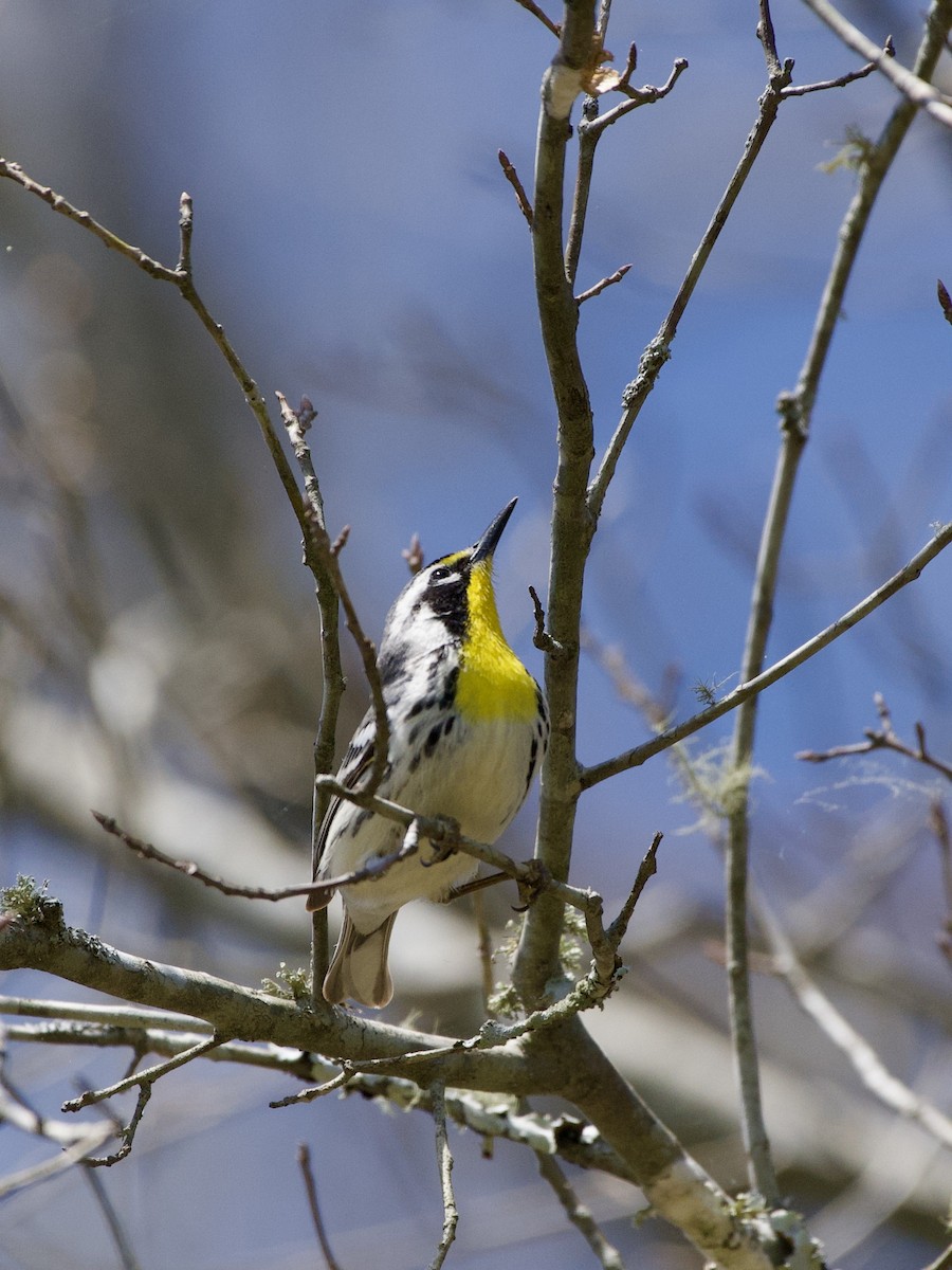 Yellow-throated Warbler - ML442238231