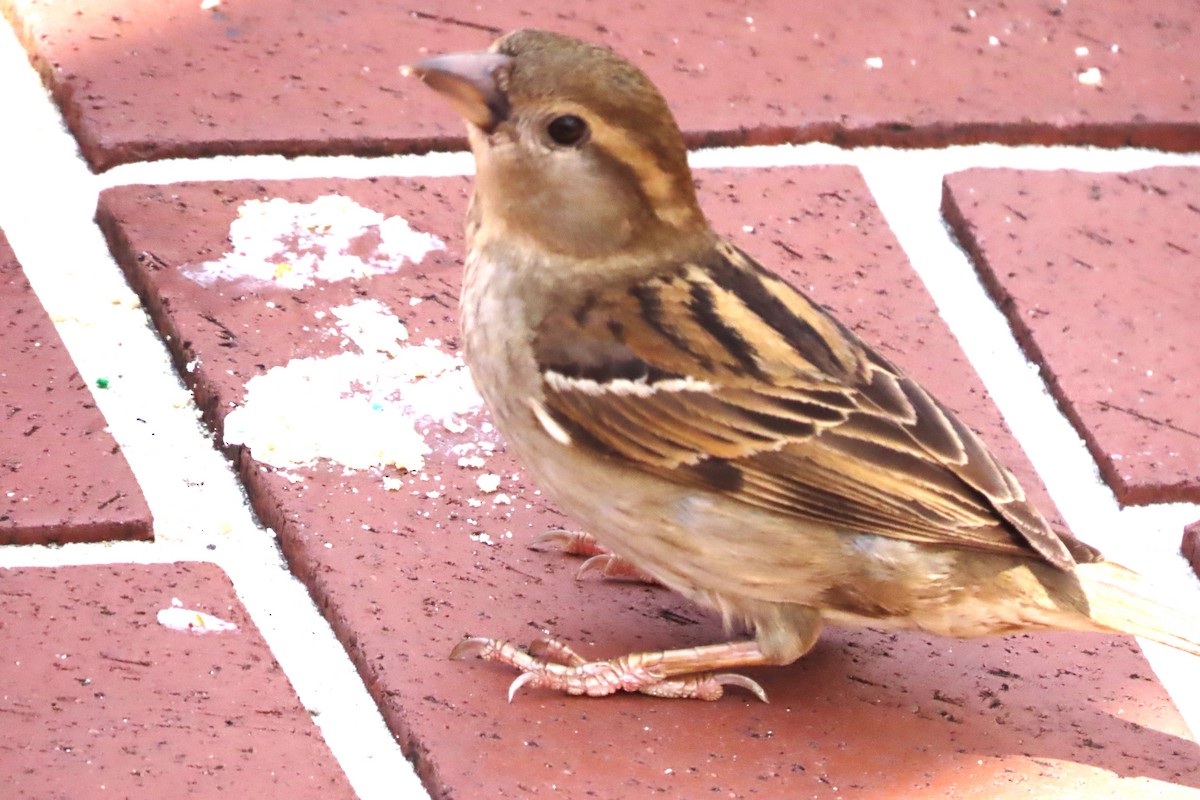 House Sparrow - ML442238411