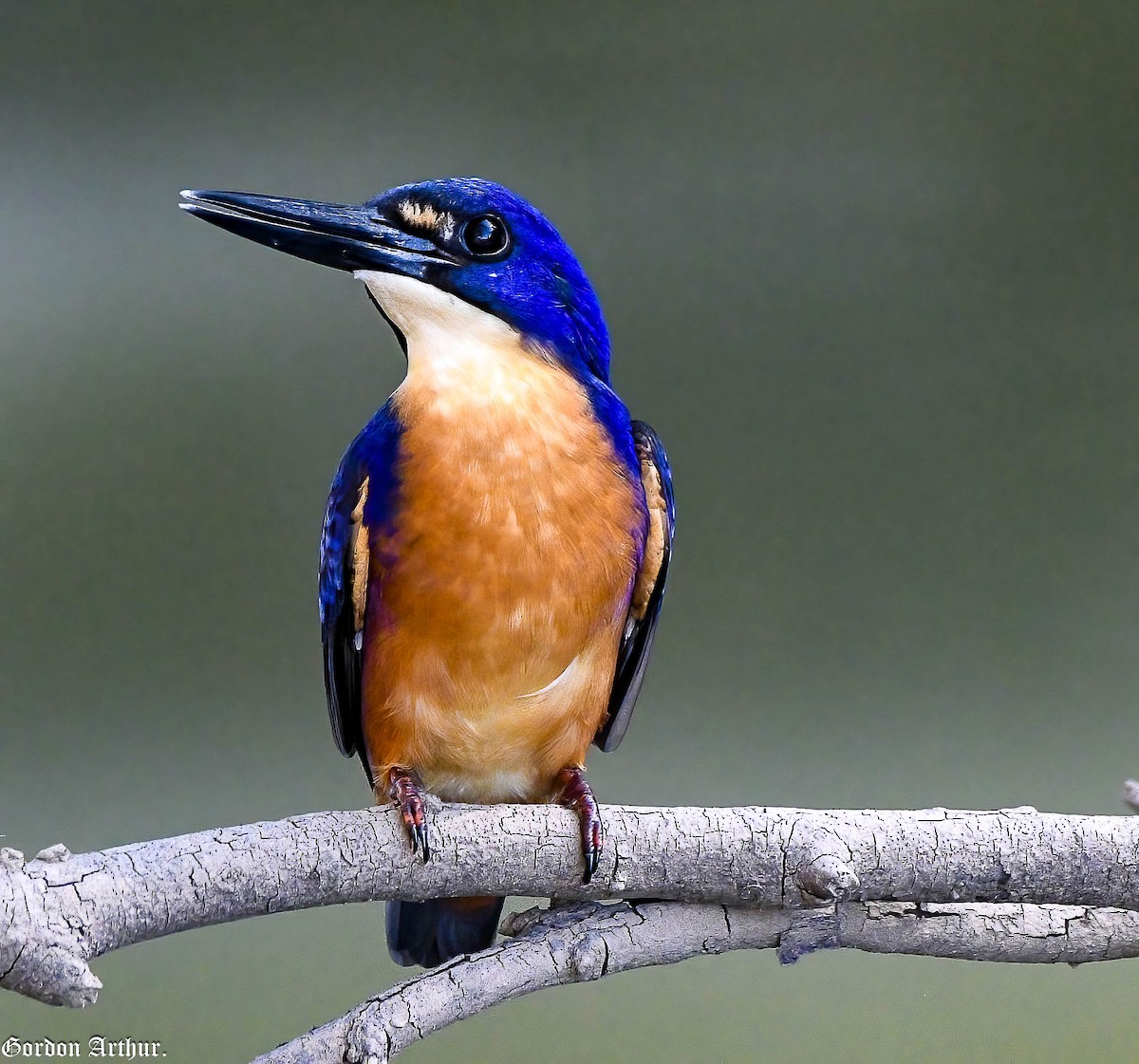 Martin-pêcheur à dos bleu - ML442238431