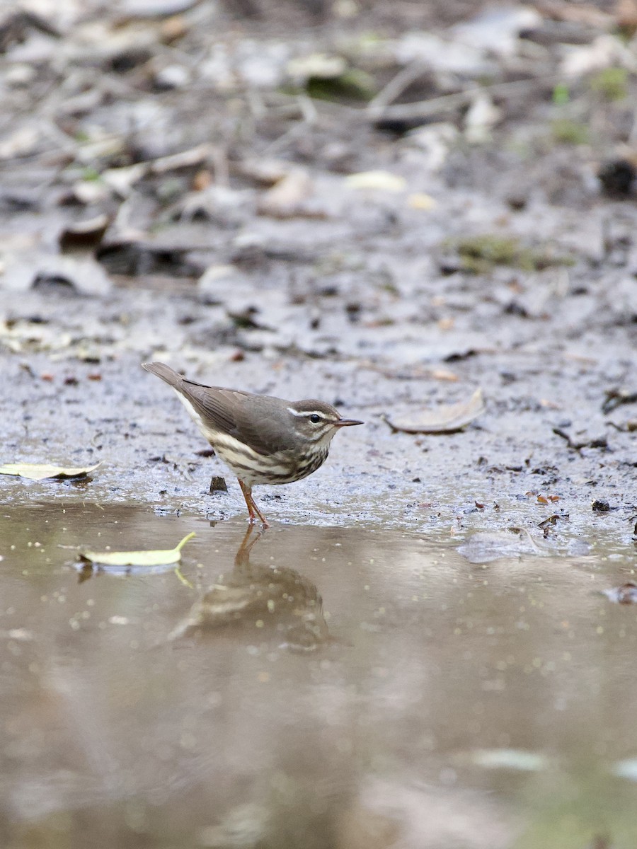 Louisiana Waterthrush - ML442238601