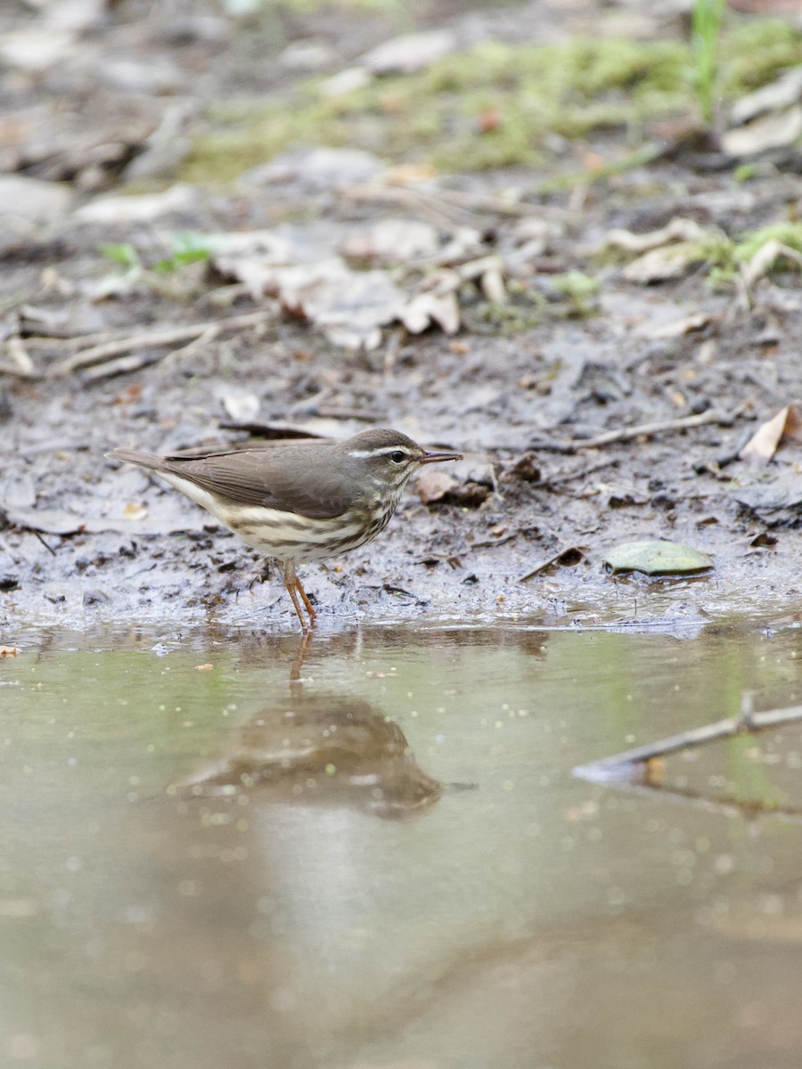 Louisiana Waterthrush - Jason hs