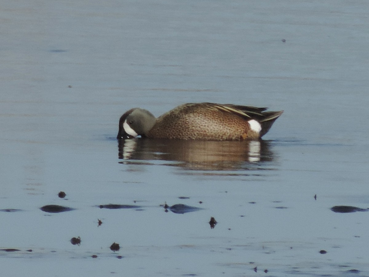 Blue-winged Teal - ML442238641