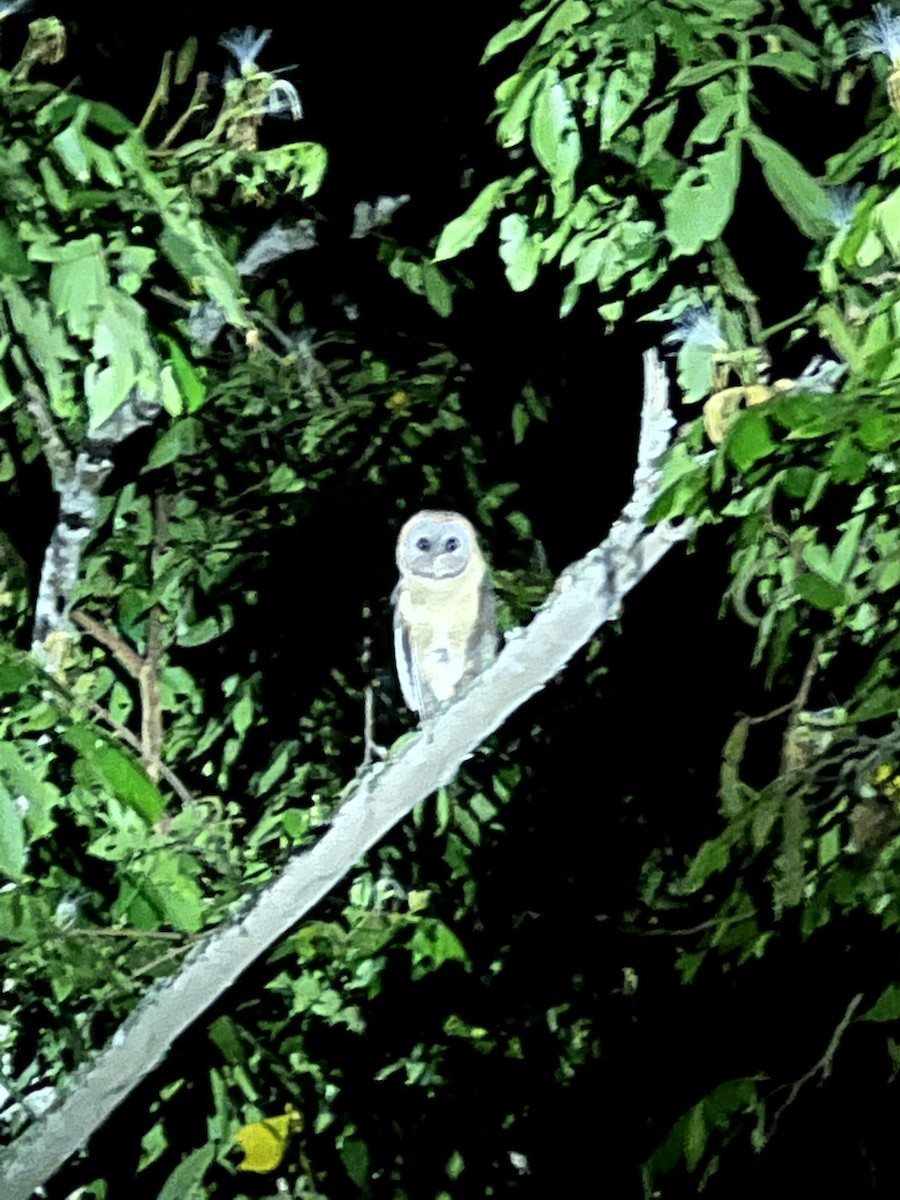 Ashy-faced Owl - ML442238821