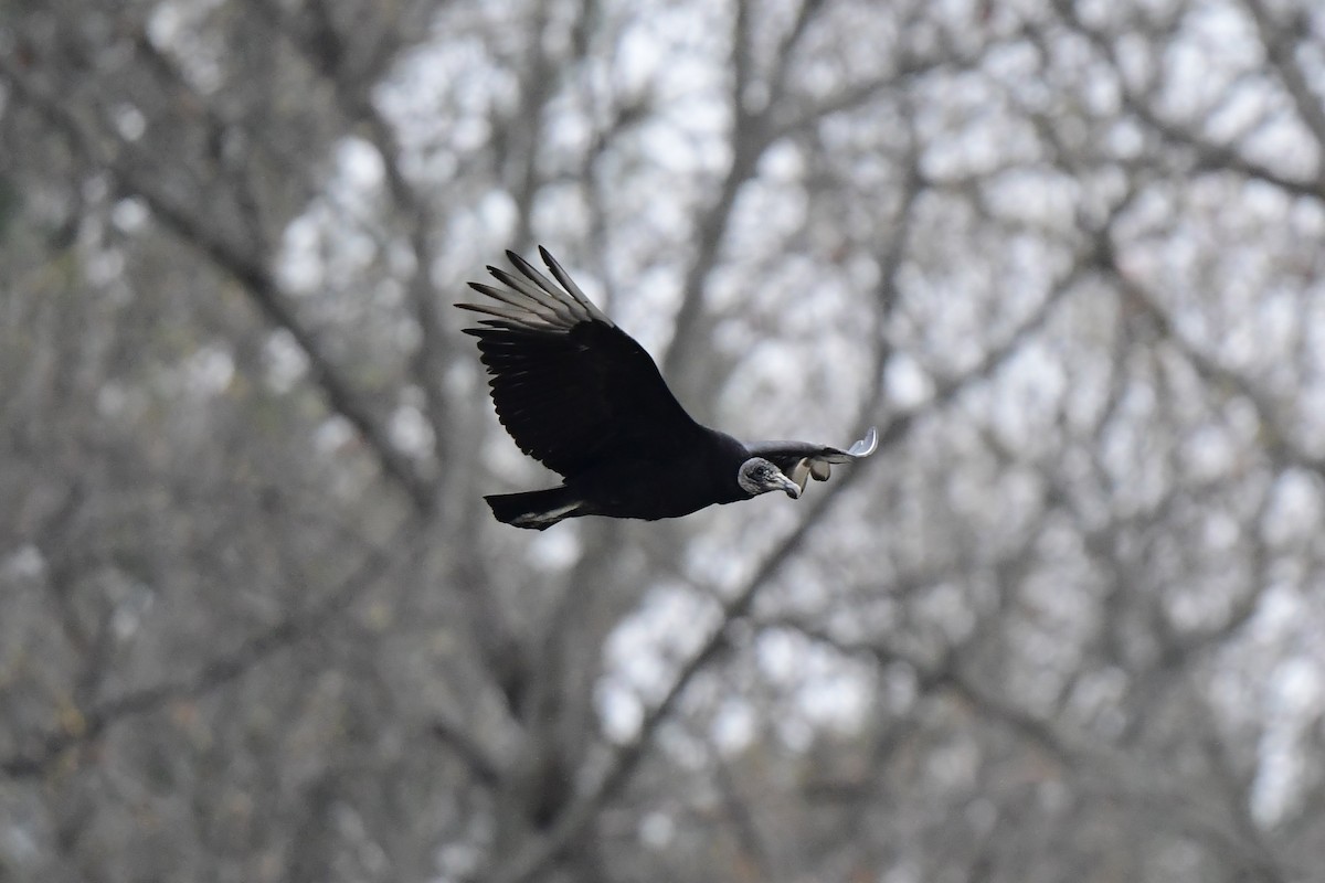 Black Vulture - ML442239201