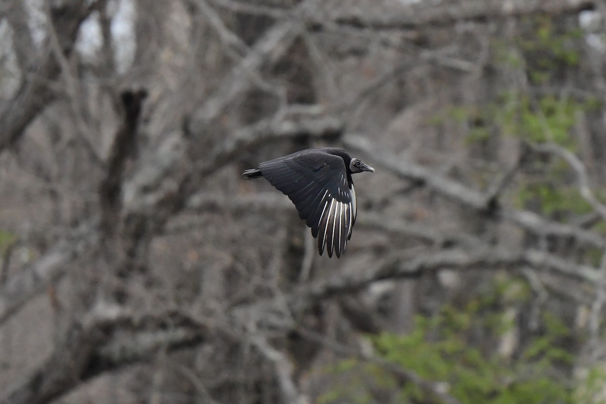 Black Vulture - ML442239231