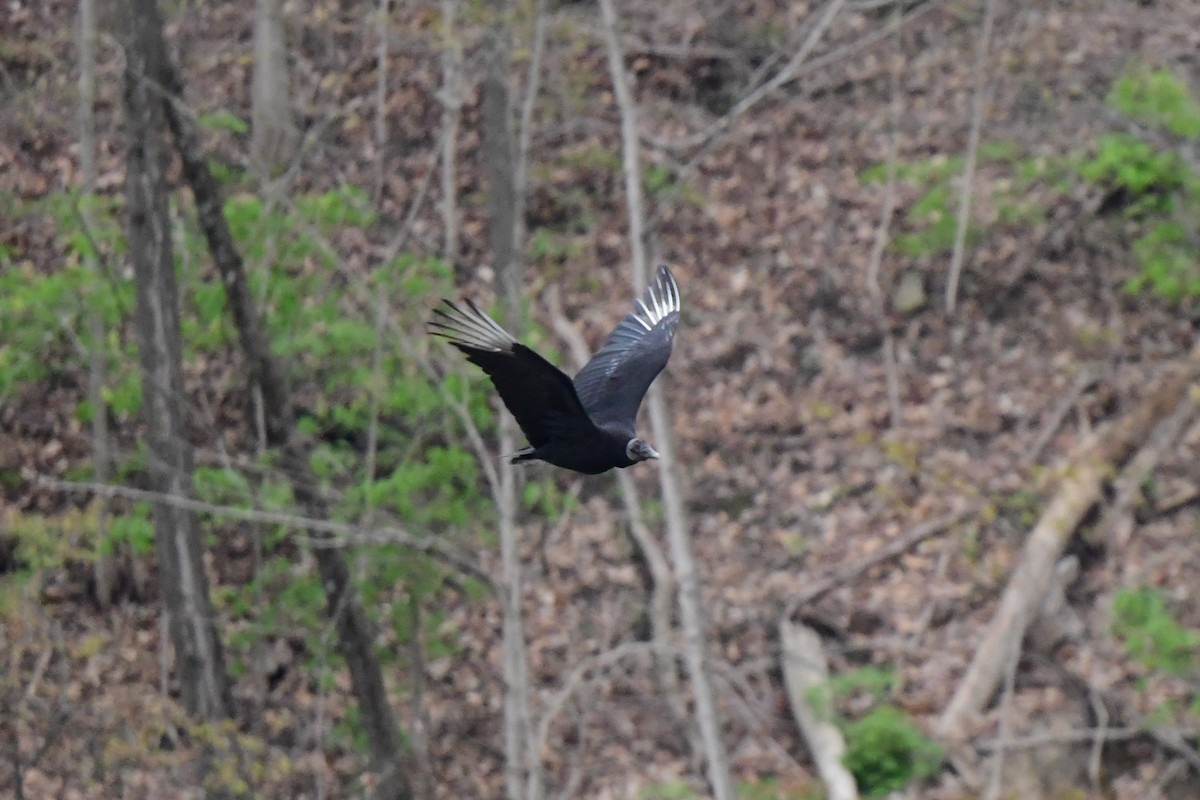 Black Vulture - ML442239281