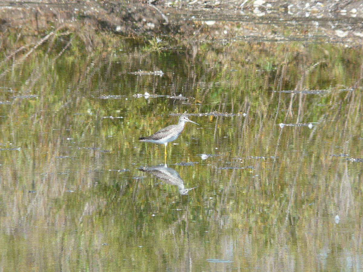 Lesser Yellowlegs - Bill Crins