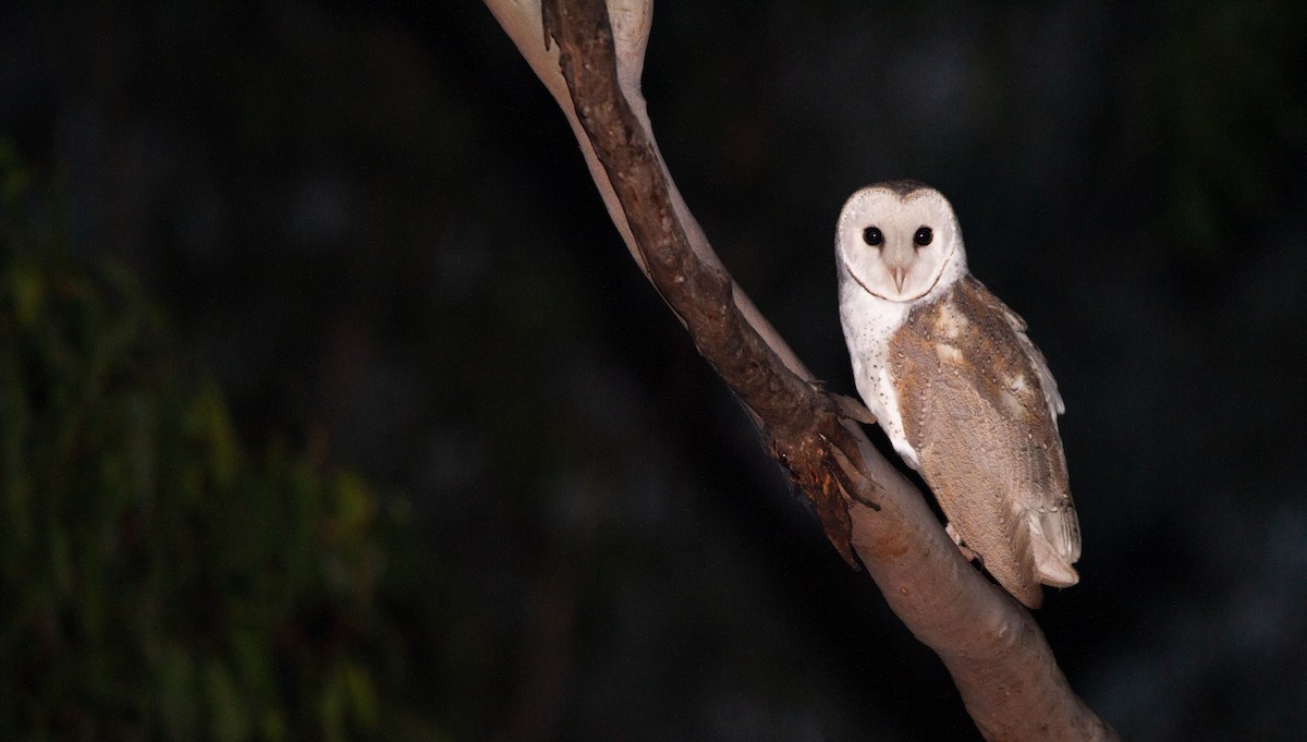 Barn Owl - Thomas McPherson