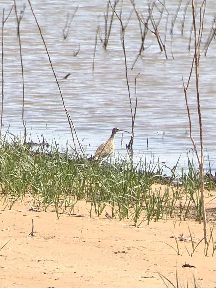 Whimbrel (Hudsonian) - ML442239631