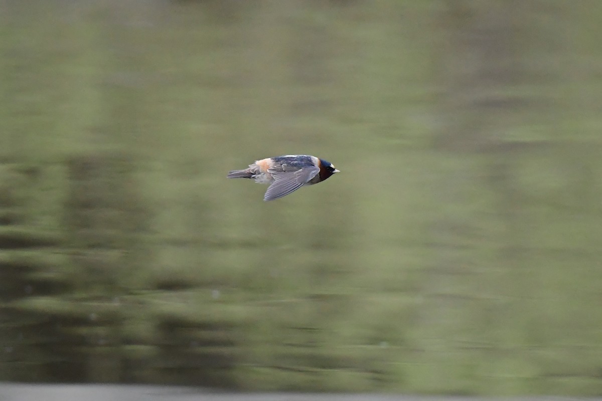 Cliff Swallow - ML442239651