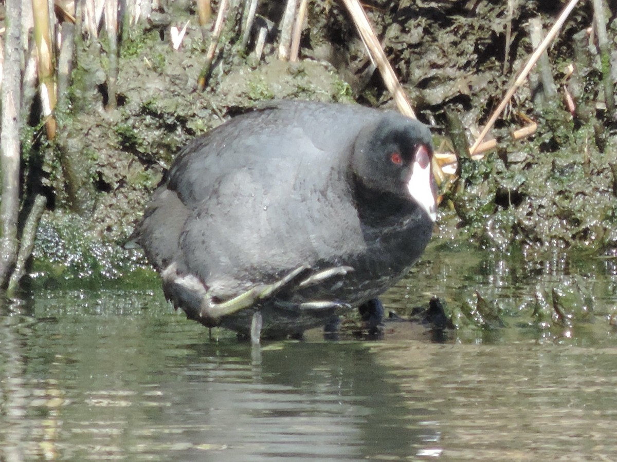 American Coot - Rich Brown