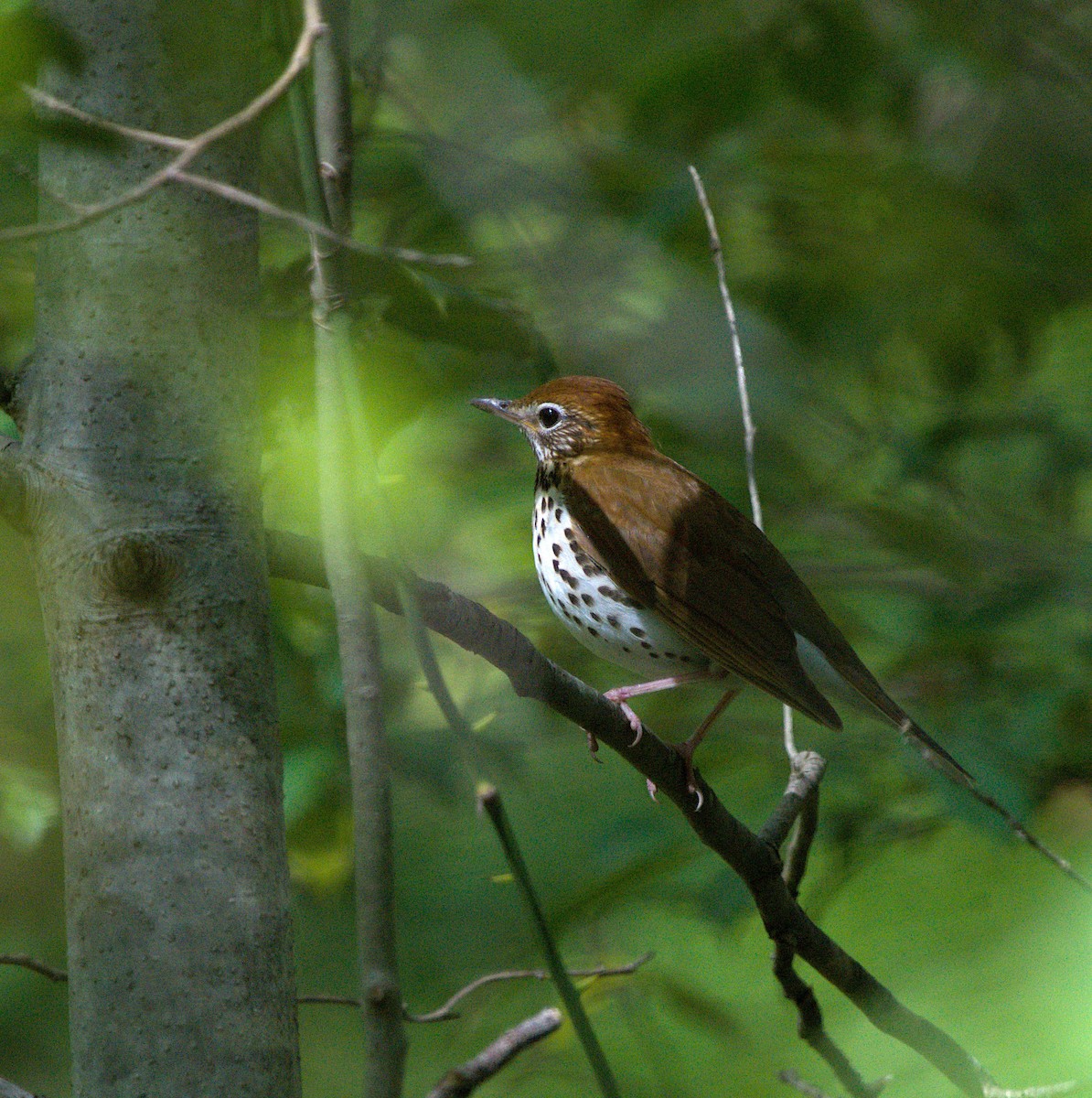 Wood Thrush - ML442240131