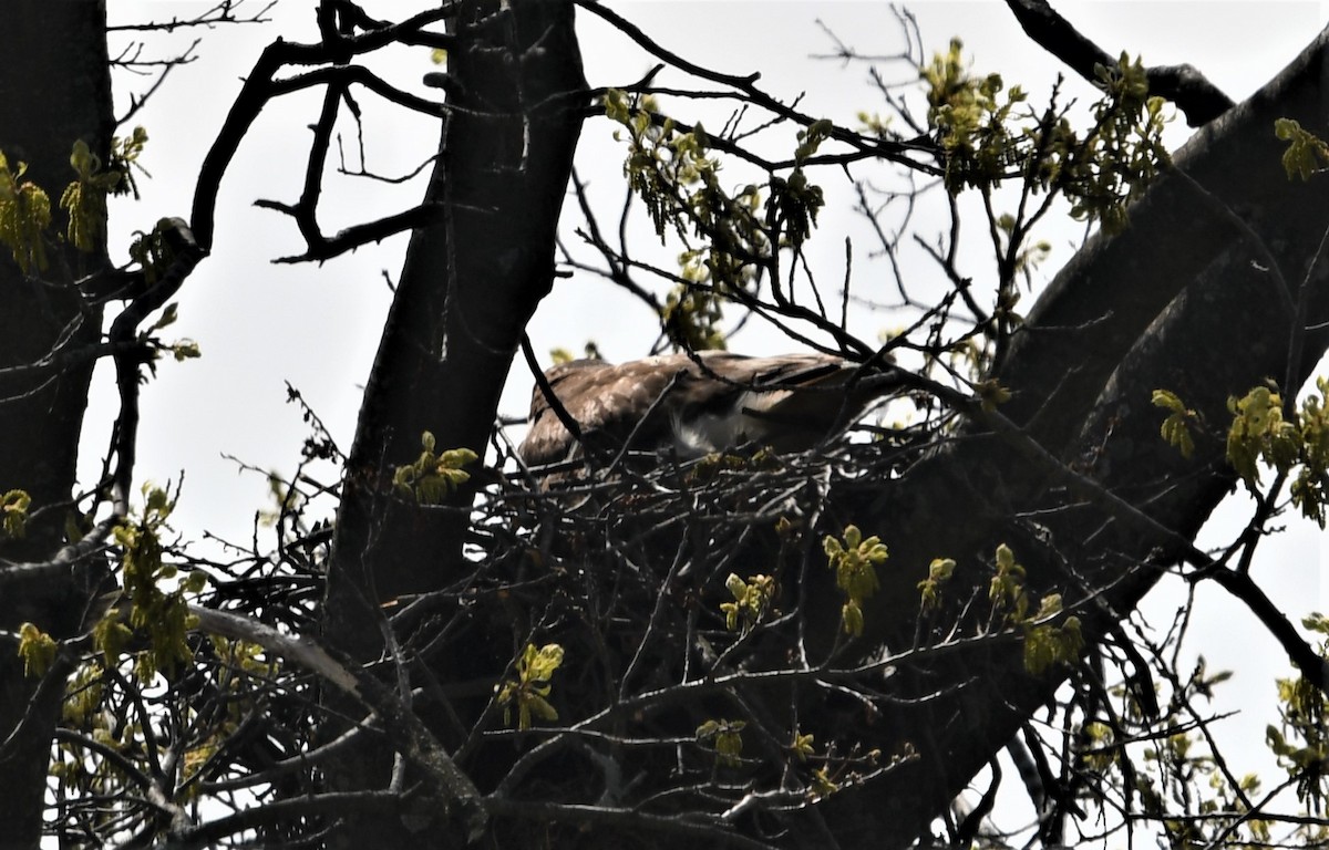 Red-tailed Hawk - ML442241101