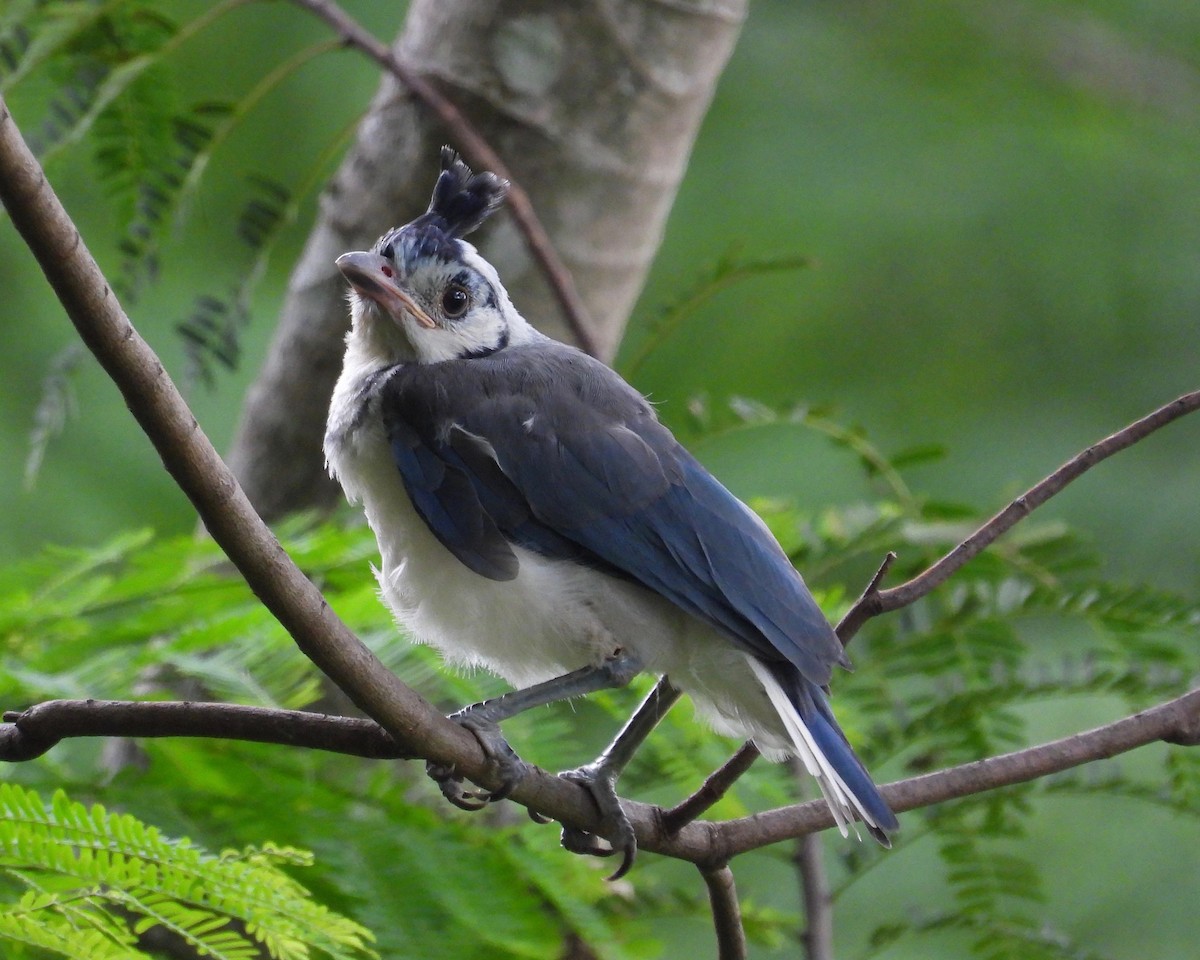 White-throated Magpie-Jay - ML442241561