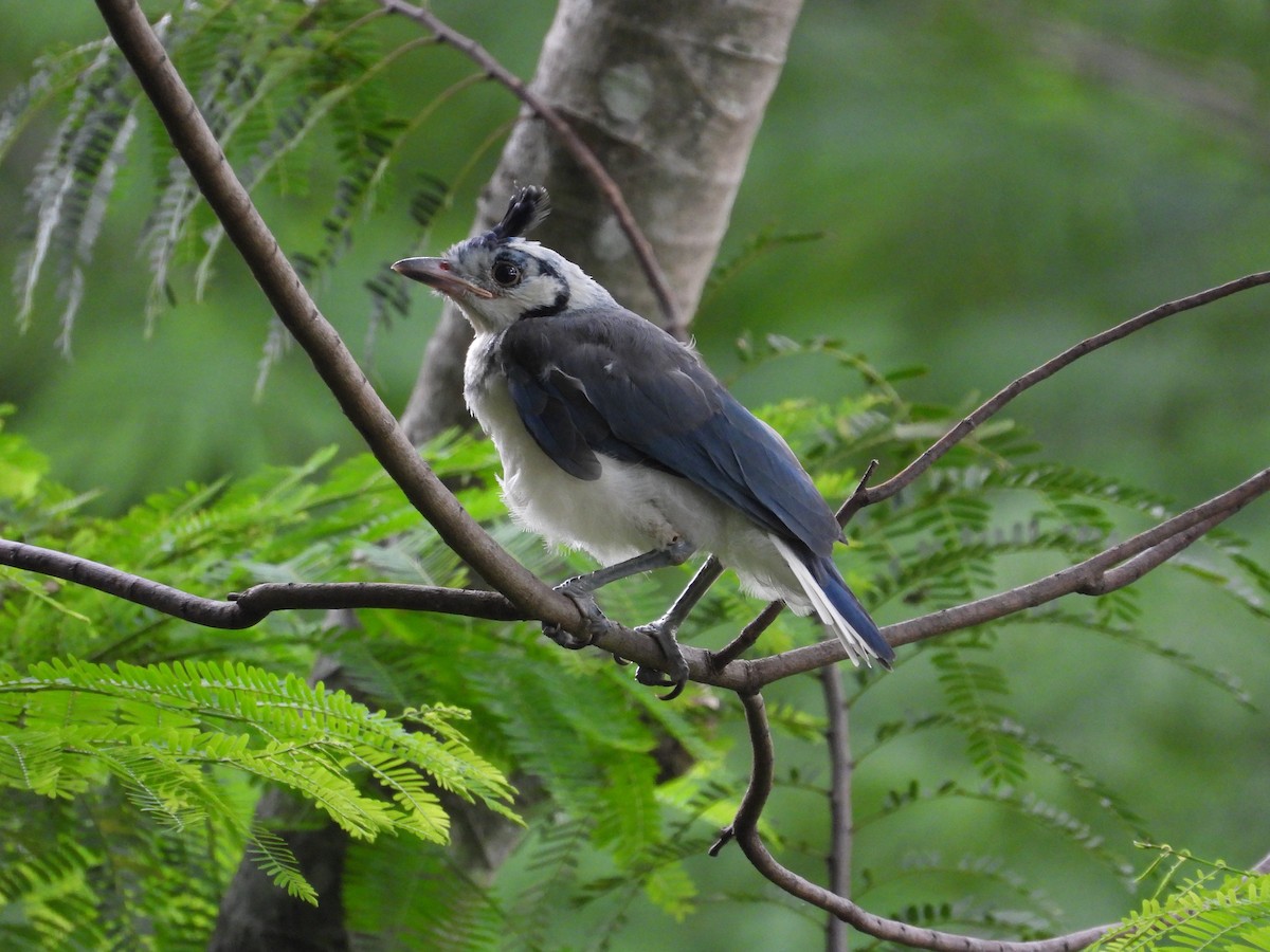White-throated Magpie-Jay - ML442241581