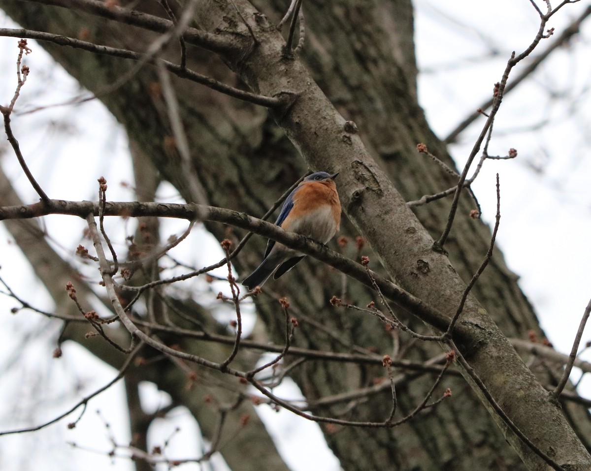 Eastern Bluebird - ML44224211