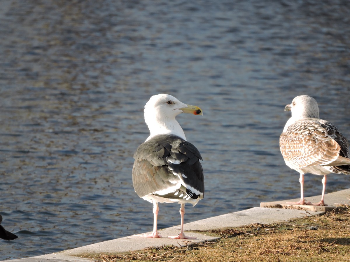 Great Black-backed Gull - Lisa Scheppke