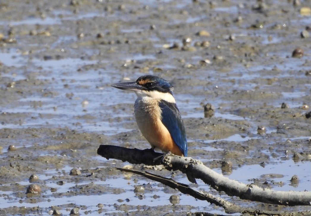 Sacred Kingfisher - ML442242451