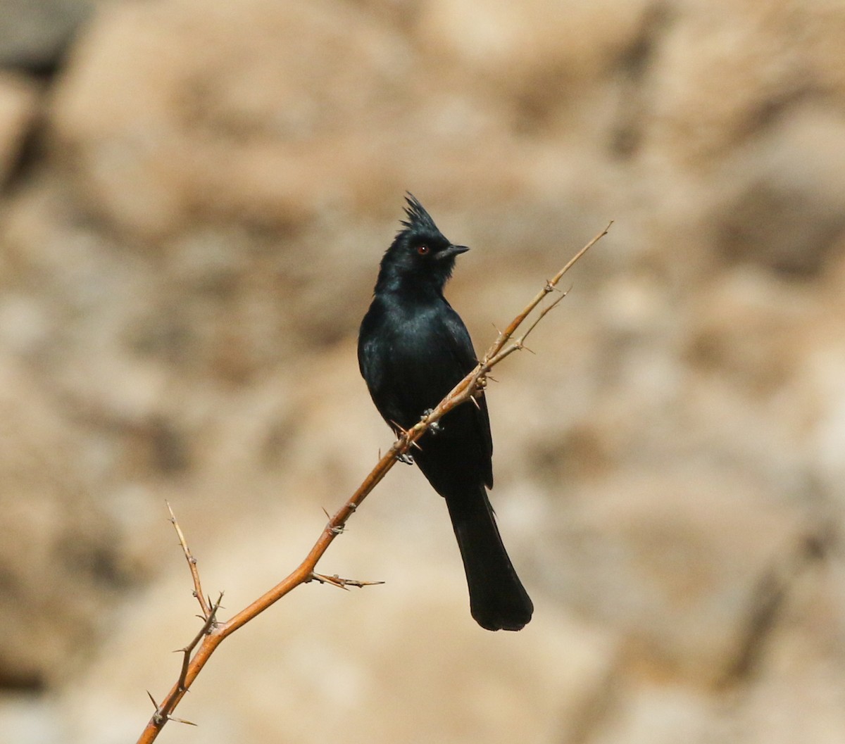 Capulinero Negro - ML442242681