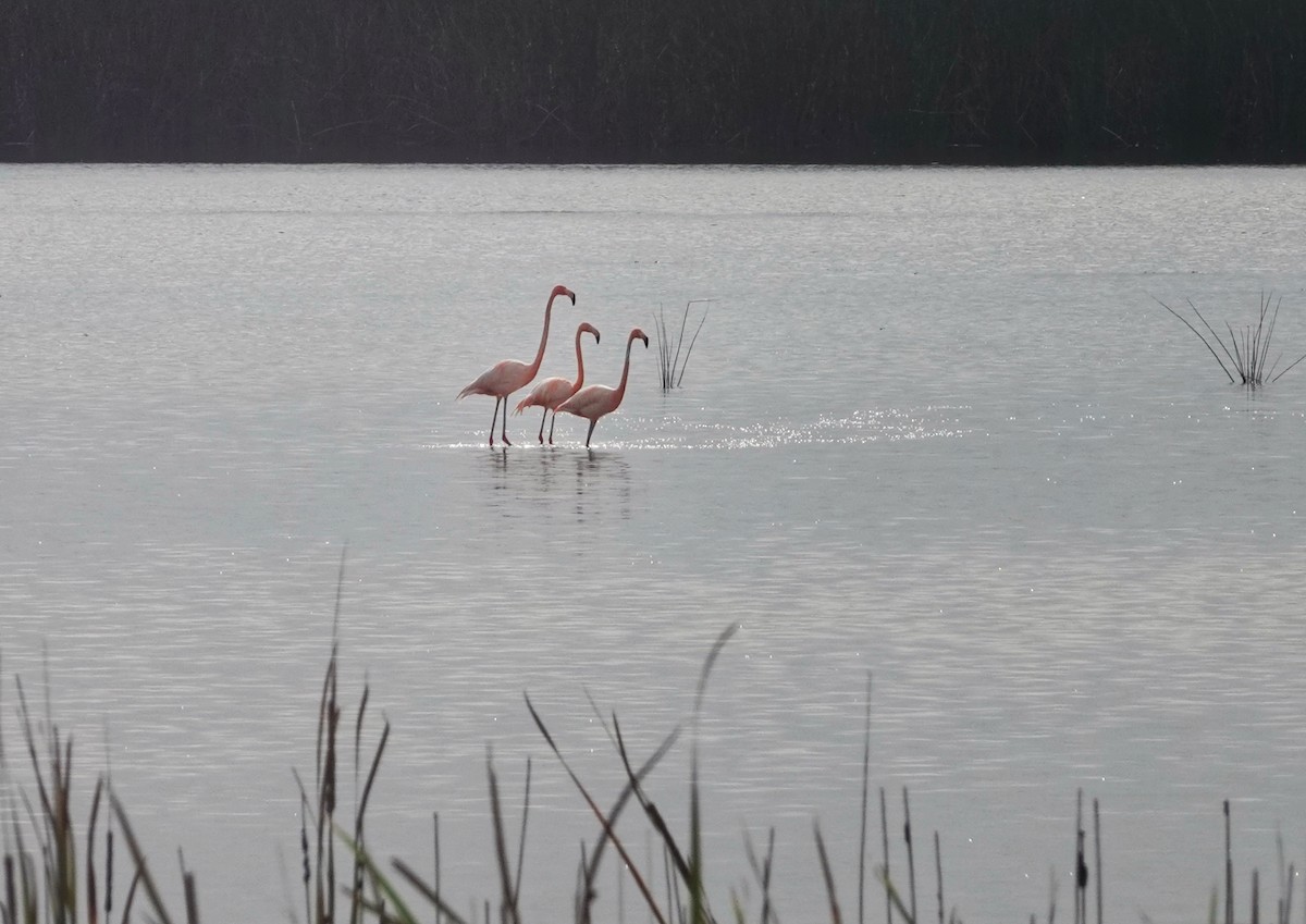 American Flamingo - H.M. Hofling