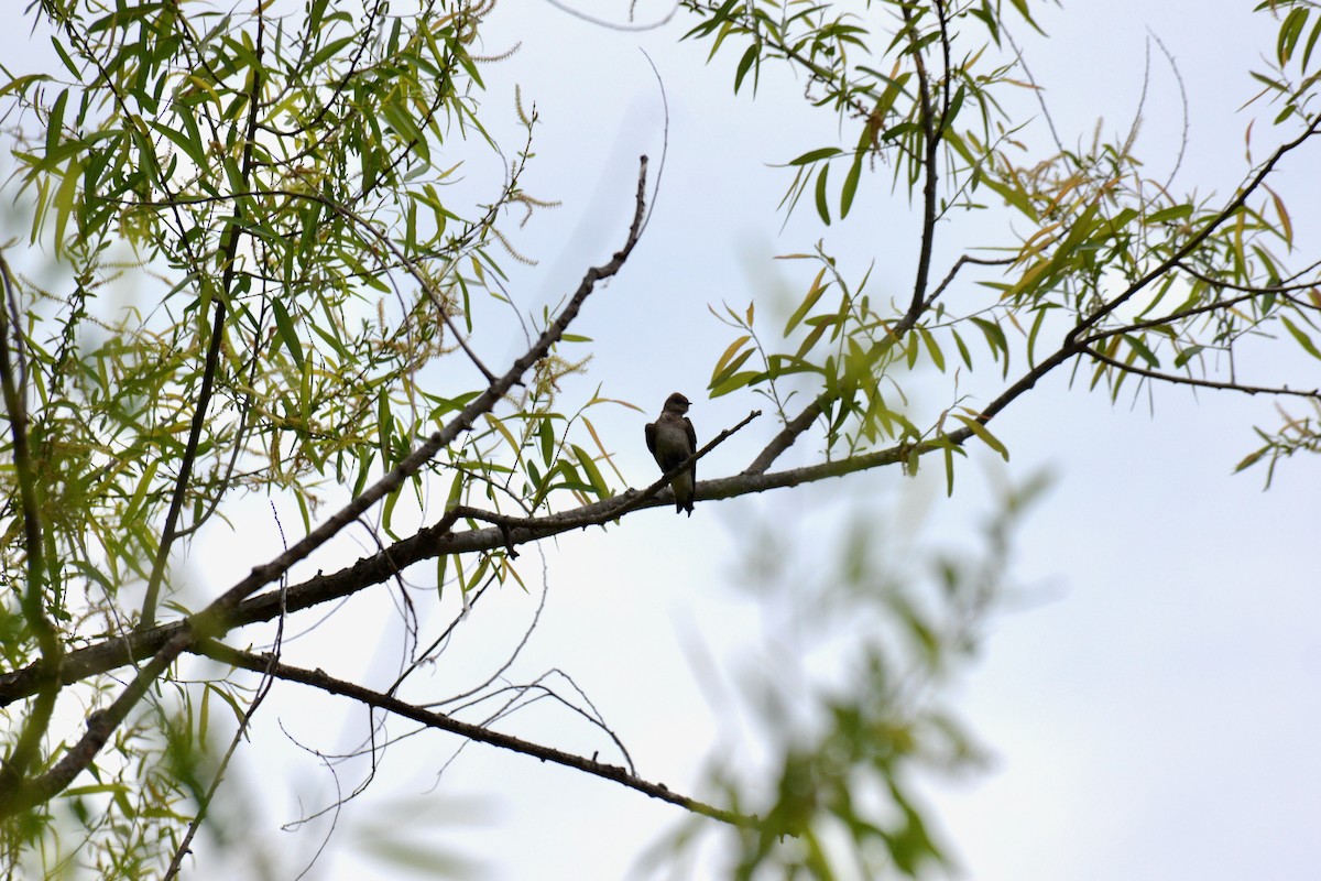 Northern Rough-winged Swallow - ML442244191