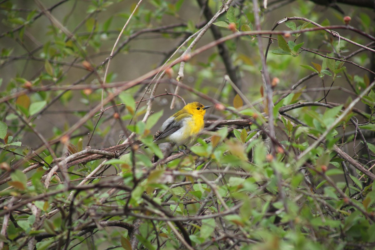 Prothonotary Warbler - ML442244421