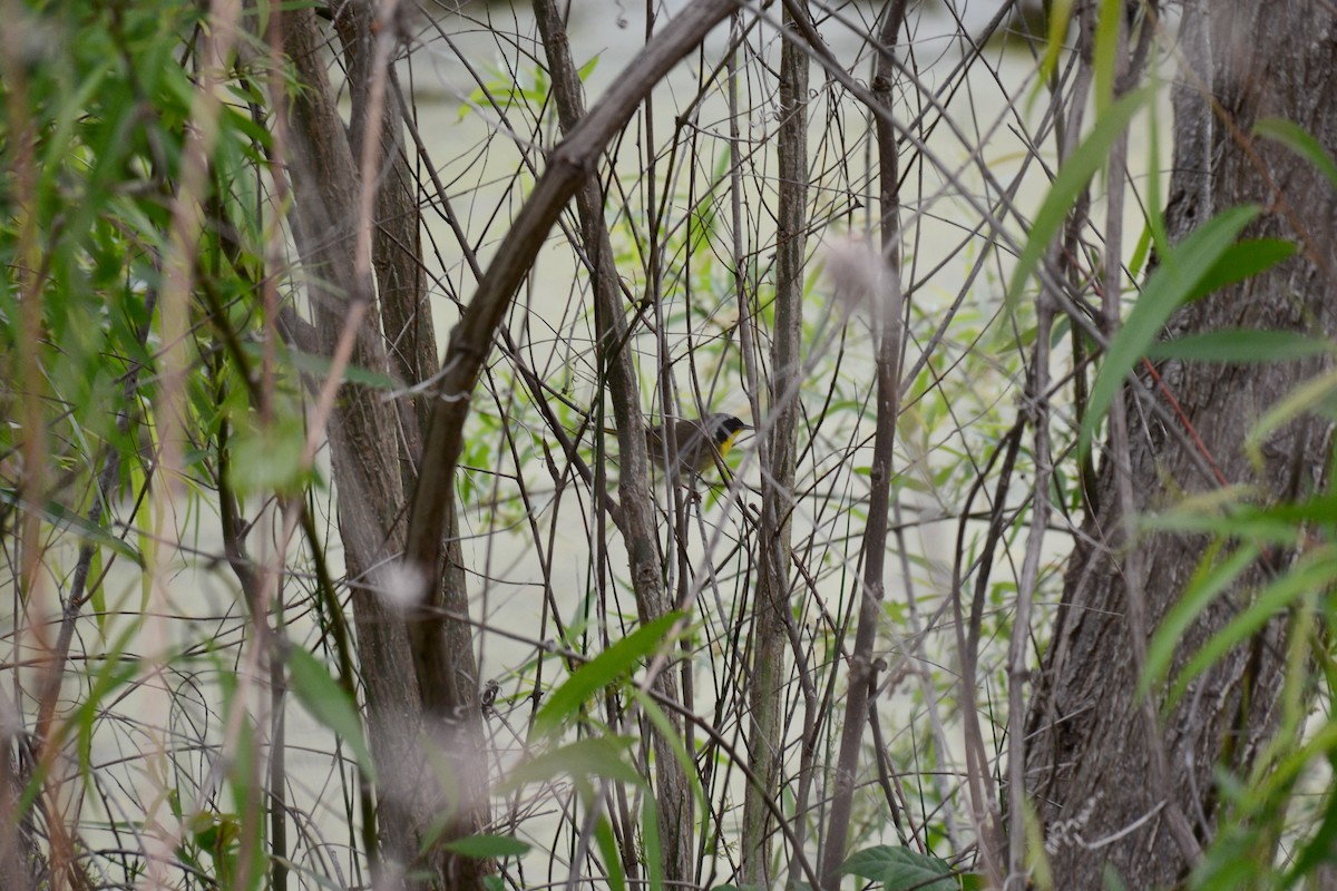 Common Yellowthroat - ML442244561