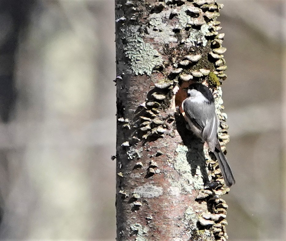 Black-capped Chickadee - ML442245301