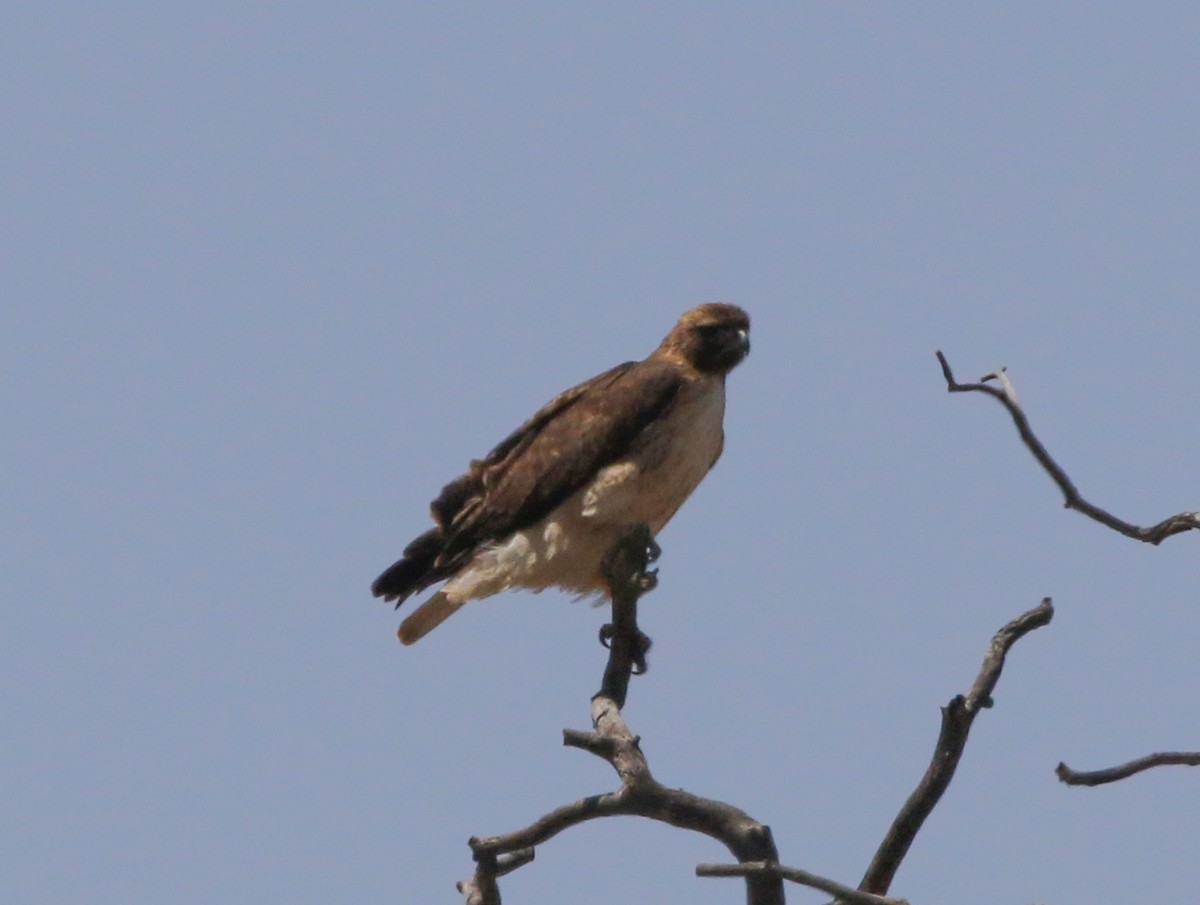 Kızıl Kuyruklu Şahin (calurus/alascensis) - ML442246351